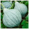 thumbnail image 4 of Everwilde Farms - 20 Blue Hubbard Winter Squash Seeds - Gold Vault Seed Packet, 4 of 5