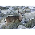 thumbnail image 2 of Flaherty, Dennis 32x23 White Modern Wood Framed Museum Art Print Titled - CA, Sierra Mountains Mule deer buck with antlers, 2 of 4