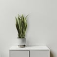 thumbnail image 3 of Sansevieria Plant, 3 of 3