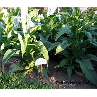1000 Madole Tobacco Seeds ~ Heirloom ~ Rich Flavor ~ Dark Variety