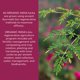 thumbnail image 4 of Suplemento ORGANIC INDIA Moringa en cápsulas orgánicas 90 cápsulas, 4 of 9