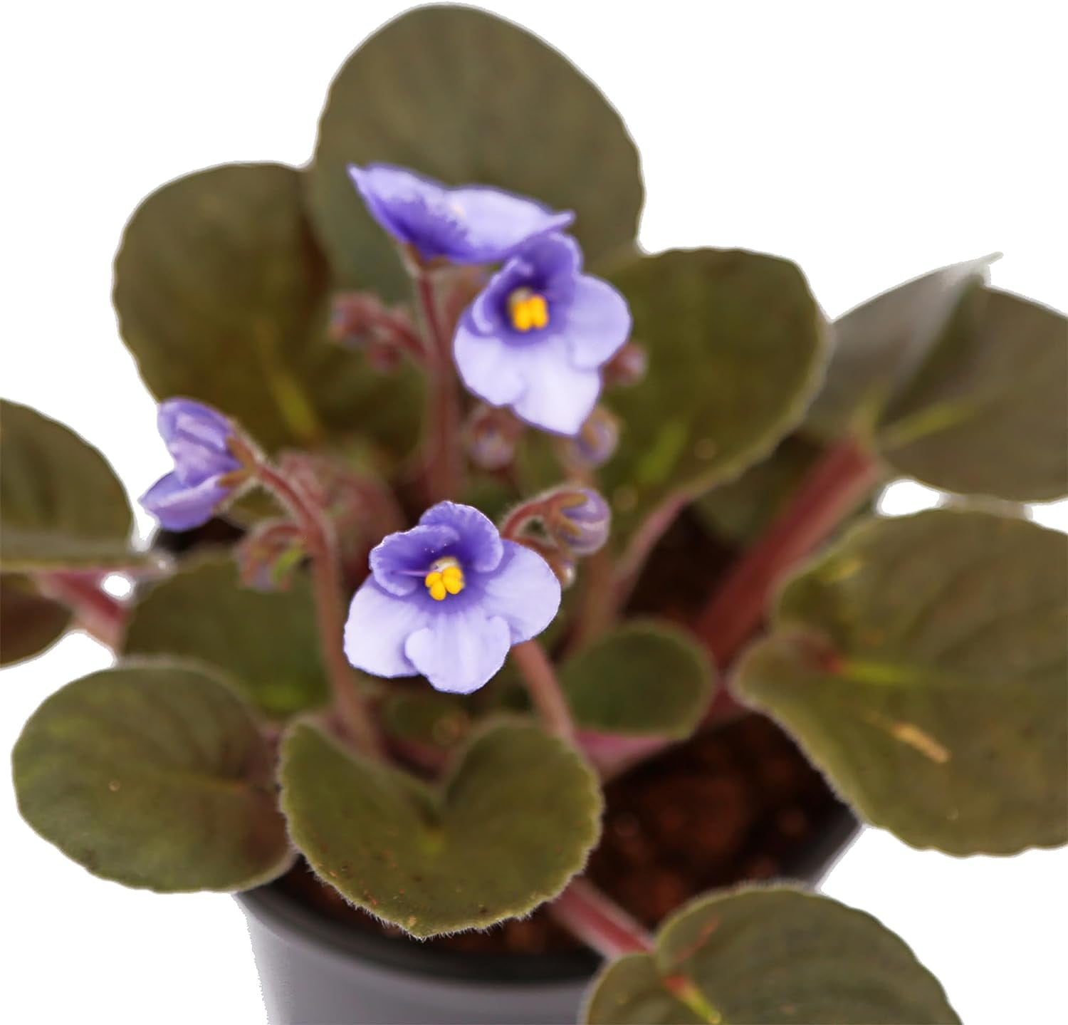 Live Blue Shade Violets, Flowering Christmas Gift, Blooming Housewarming Gift, Grandma Birthday Gift, Plant Lover Gift, Fully Rooted Indoor Plant in 4" Pot