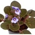 thumbnail image 3 of Live Blue Shade Violets, Flowering Christmas Gift, Blooming Housewarming Gift, Grandma Birthday Gift, Plant Lover Gift, Fully Rooted Indoor Plant in 4" Pot, 3 of 5