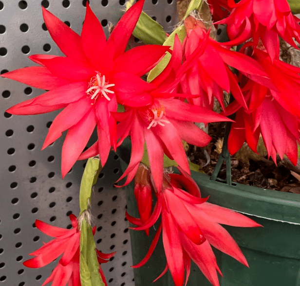 Set 2 Random Easter Cactus Plants Live for Planting, Spring Blooming Flowering Succulent Plants for Indoor Houseplant in 2 Inch Pot (Red or Pink)