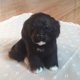 thumbnail image 3 of Muñeco de peluche de perro negro pequeño y bonito simulado para decoración de escritorio de coche o casa, juguete de regalo, tienda para niños, 3 of 4
