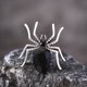 thumbnail image 5 of Anillo de Araña de Estilo Europeo y Oscuro, con Personalidad de Halloween, Diseño Frío y Moderno, Abierto para El Dedo Índice., 5 of 6