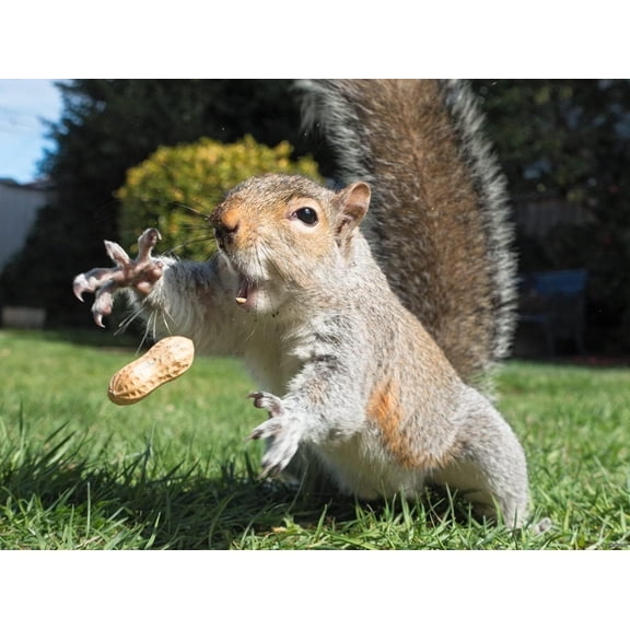 Jigsaw Wooden puzzle 300 pieces Rustic Country Puzzles Cute Animal Puzzle Adult Wooden Puzzle Funny Squirrel Jigsaw Puzzle Intellectual Jigsaw Puzzle Fun Game Creative Educational Game Gift