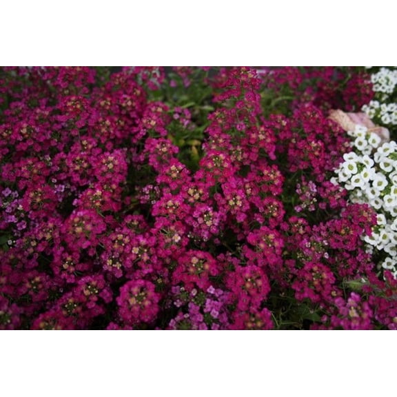 Green River Seeds 25 Sweet Alyssum Deep Wine Seeds - Tiny Colorful Flowers for Spring and Fall Gardening, Ideal for Hanging Baskets and Pathways
