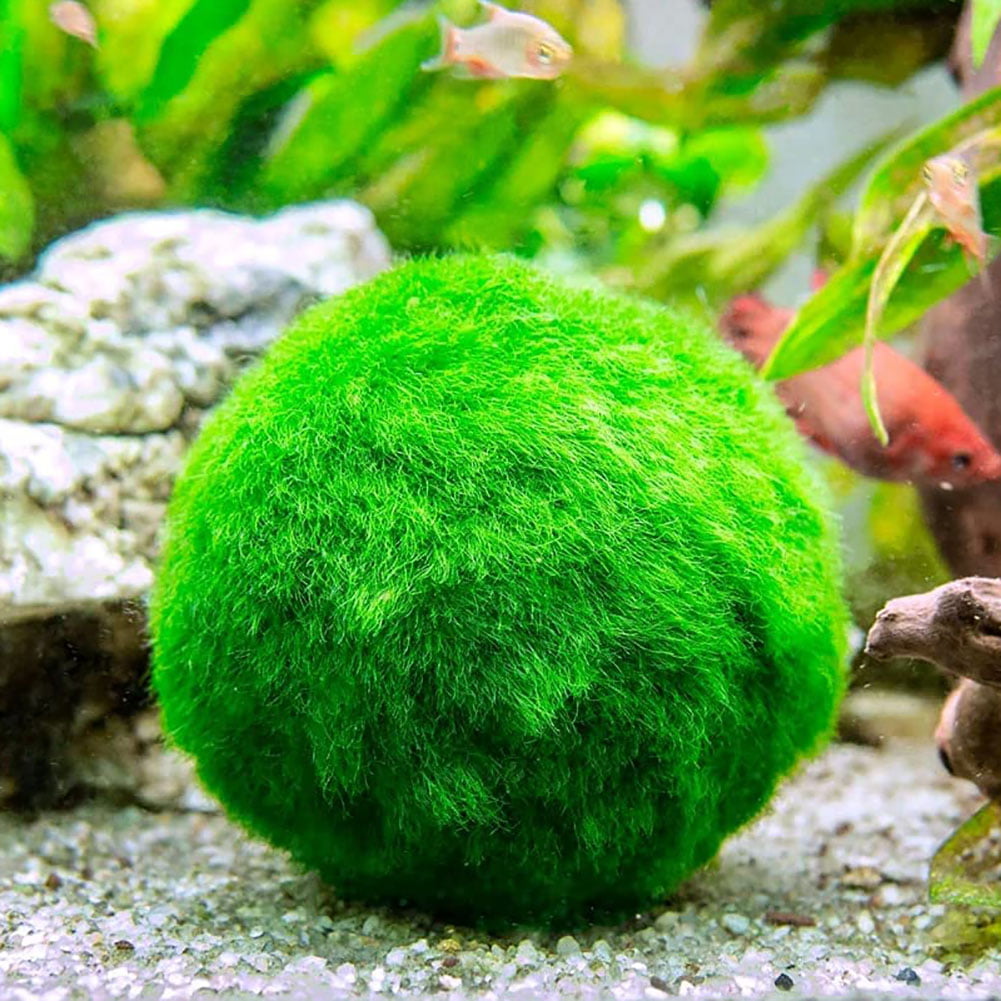 4pcs Aquarium Moss Balls,Live Aquarium Plants Green Moss Decorative Ball for Fish Tank Ornaments Freshwater Terrarium Moss Decoration, Size: About 4cm