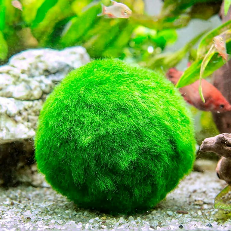 Aquarium Moss Ball Holders Aquarium Moss Ball Live Plants - Temu