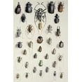 thumbnail image 2 of Rowan, Marian Ellis 23x32 Gold Ornate Wood Framed with Double Matting Museum Art Print Titled - Thirty-Four Insects, 2 of 4