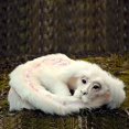 thumbnail image 5 of Poupée Dragon Chanceux Falkor. Poupée Dragon Blanc Histoire Sans Fin. Peluche Dragon Mignonne, 5 of 5