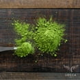 thumbnail image 2 of Locca Premium Matcha - Soothing, Velvety Tea to Calm and Cleanse Your Soul and Body, 2 of 5