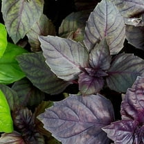 Red Rubin Basil Seeds - 500 Count Seed Pack - Non-GMO- A Beautiful Reddish-Purple herb with a Delightful Aroma. - Country Creek LLC