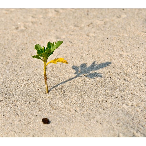 Graft Offshoot Scion Offspring Plant Beach Sprout12 Inch