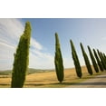 thumbnail image 2 of Delisle, Gilles 18x13 Black Ornate Wood Framed with Double Matting Museum Art Print Titled - Italy, Tuscany Road and cypress trees, 2 of 4