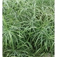 thumbnail image 3 of Baby Tut' Dwarf Egyptian Papyrus Grass- Beautiful Water and Container Plant for Moist Environments 4.5" Pot (Pack of 6), 3 of 18