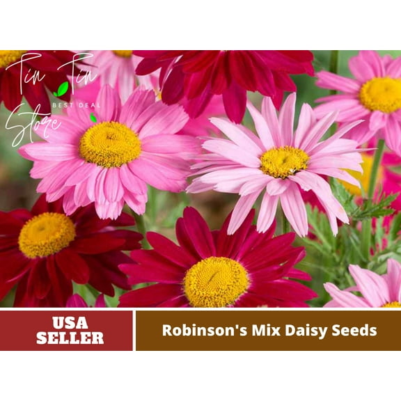 100 Seeds-Robinson's Mix Daisy Seeds-#N006-Authentic Seeds-Flowers-Seeds-Rose seeds-Herb seeds-Vegetable Seeds-Mix Seeds for Plant- B3G1