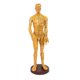 thumbnail image 2 of Modelo de Hombre con Puntos de , Hombre 2 jinwen Punto de acupuntura del cuerpo humano, 2 of 7