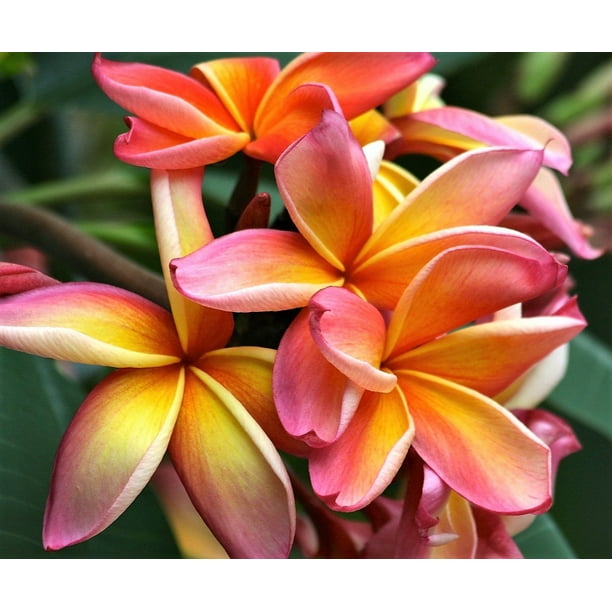 Plumeria Fragrance Oil  AAA Candle Supplies – Waxy Flower