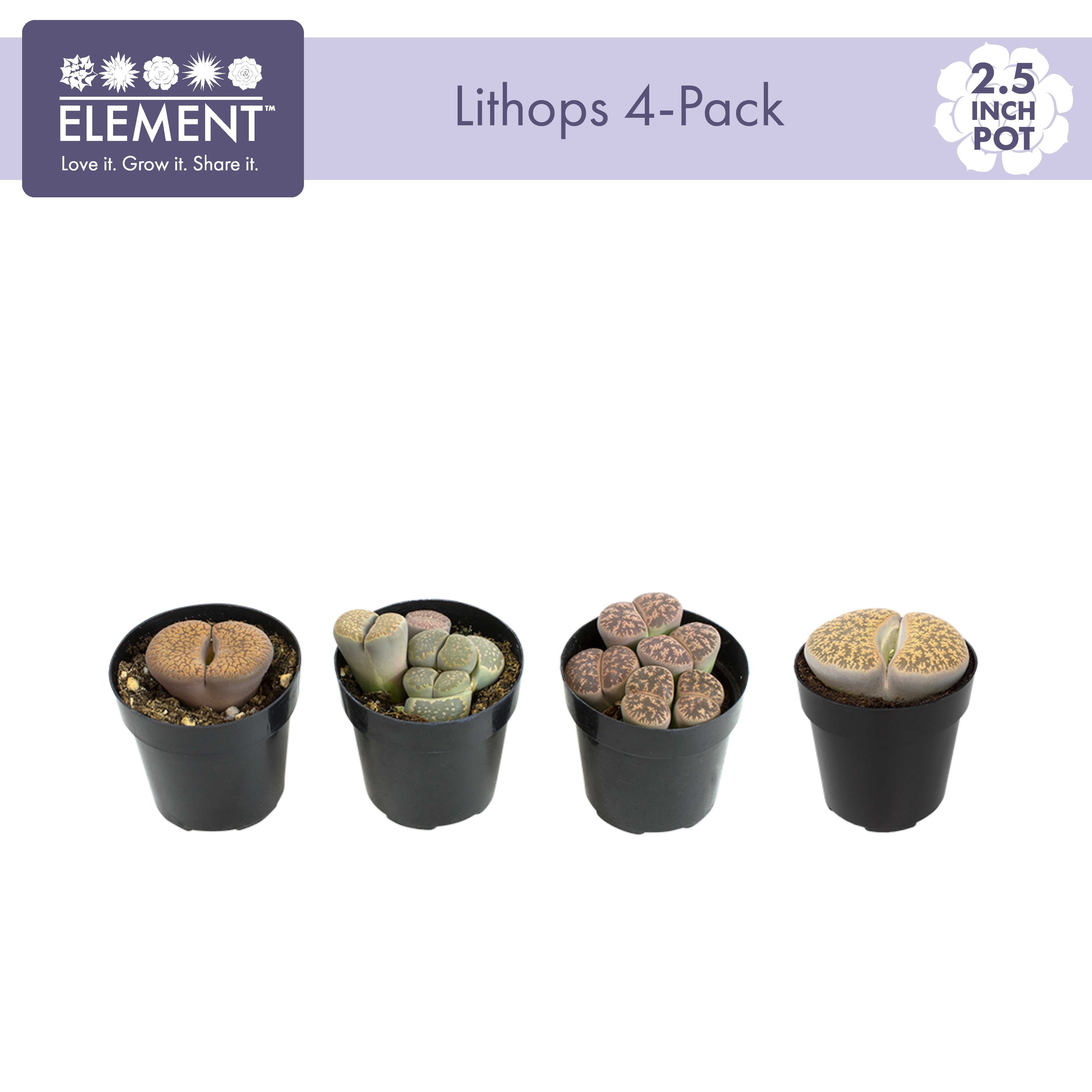 Element by Altman Plants Lithops Live Succulent, Live Indoor House Plants with Grower Pots , 2.5 inch , Pack of 4