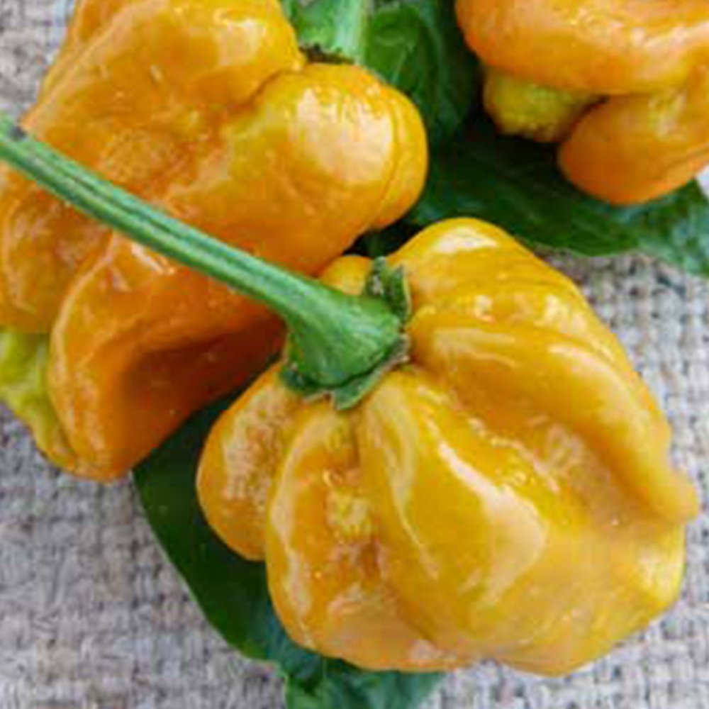 Habanero Mustard Pepper Seeds 250 mg Packet 3045 Seeds Heirloom