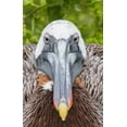 thumbnail image 2 of Morris, Arthur 13x18 White Modern Wood Framed Museum Art Print Titled - Ecuador, Galapagos Islands, Brown pelican on nest, 2 of 4