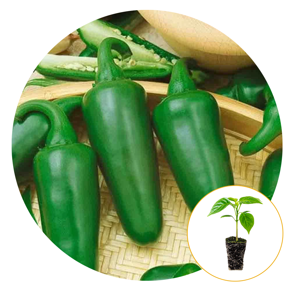FerryMorse Plantlings Live Baby Plants 13in. Early Hot