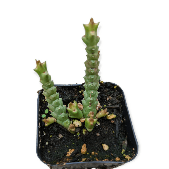 Stapelia Sp. Succulent Live Plant 2 Inch for Indoor Outdoor Home Office Garden Decor