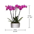 thumbnail image 5 of Just Add Ice 16-30" Purple Premium Orchid Duo Live Plants in 10" Silver Ceramic Planter, House Plant, 5 of 5