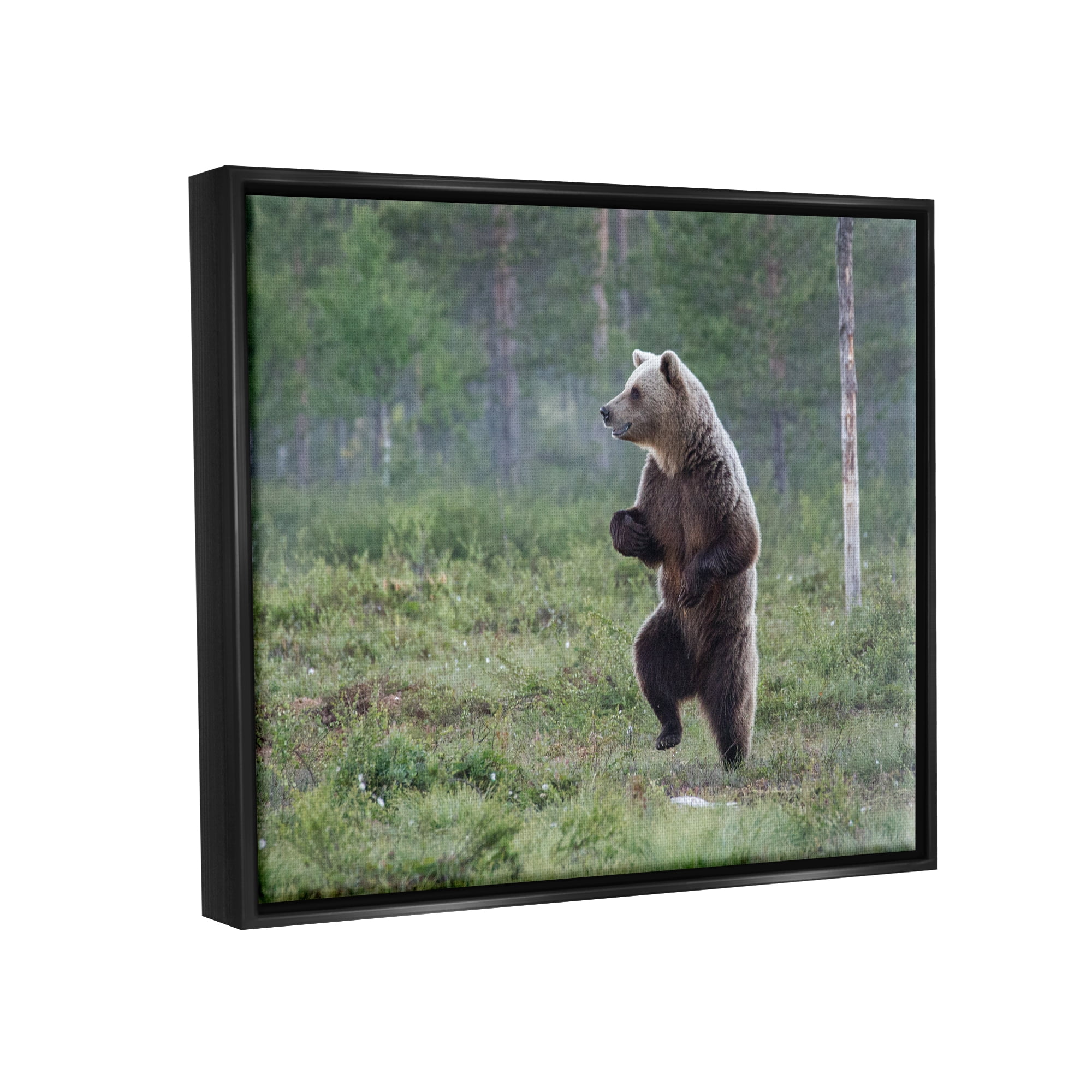 Stupell Industries Dancing Bear in Forest Animals & Insects Photography Black Floater Framed Canvas Art Print Wall Art, 31 x 25