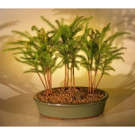 Latest Norfolk Island Pine Bonsai Tree Pink Wool