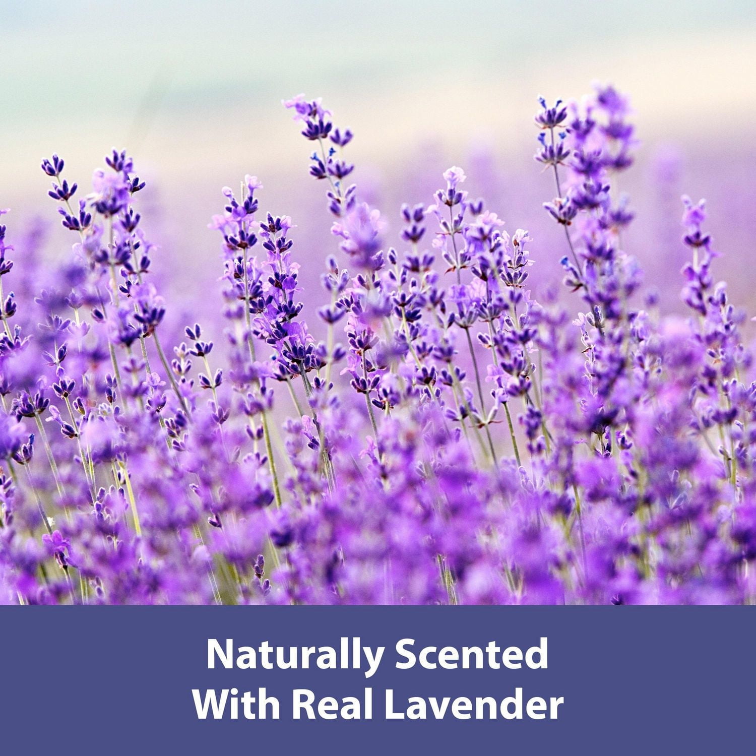 Litière lavande Clean Comfort Forti-Diet de Kaytee 24,6 litres de litière lavande