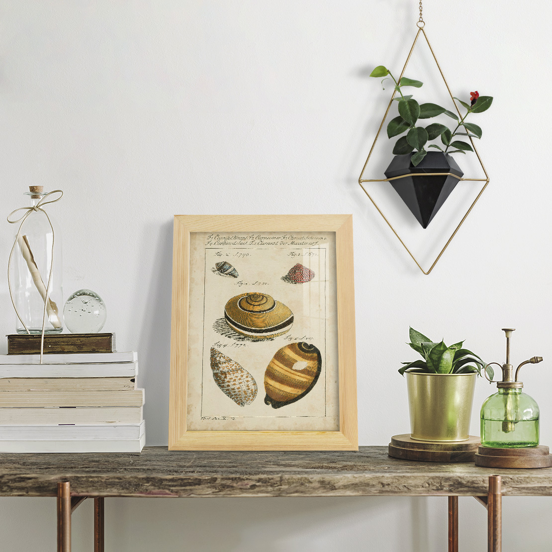 Vintage Shell Study IV -Framed Print w/glass-Natural Wood