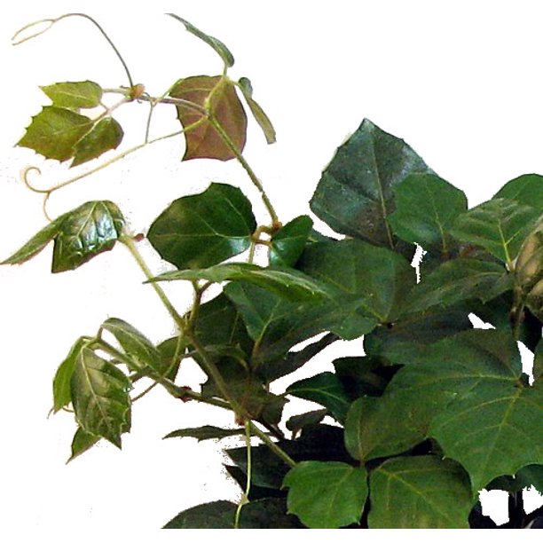 Grape Ivy Plant Cissus rhombifolia 6" Hanging Pot