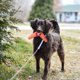 thumbnail image 2 of 4 PCS PET masticar boomerang juguetes perro molar juguetes de goma toy toothing juguetes, 2 of 5