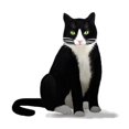 thumbnail image 3 of CafePress - Black And White Tuxedo Cat - Women's Light Pajamas, 3 of 4