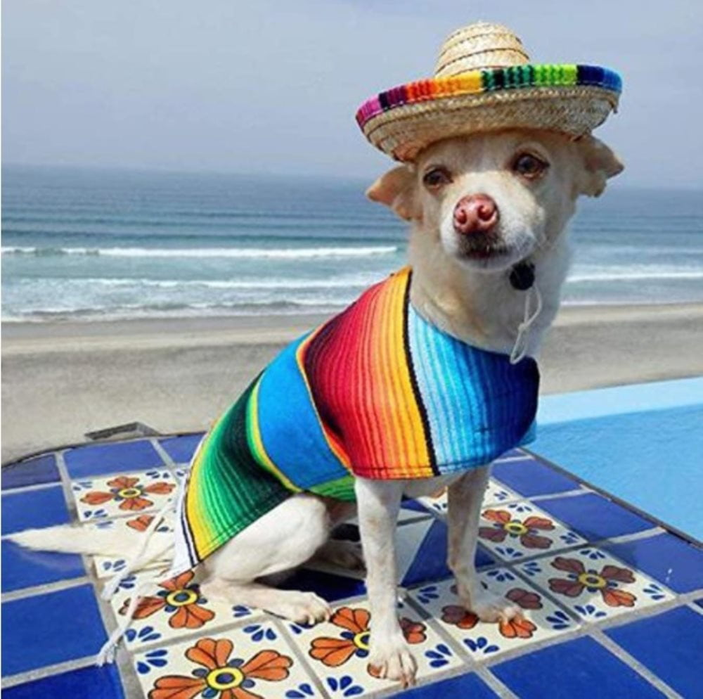  Vaguelly Mini Straw Hat Pet Dog Outdoor Cap Mexican Hat Summer  Hat Mexican Outfit Dog Party Costume Gorro para El Sol para Hombres Bonnets  for Men Mini Hat Accessories Miniature 