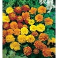 thumbnail image 2 of Marigold French Petite Mixture Nice Garden Flower 300 Seeds, 2 of 2