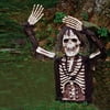Lite Up Skeleton Halloween Prop