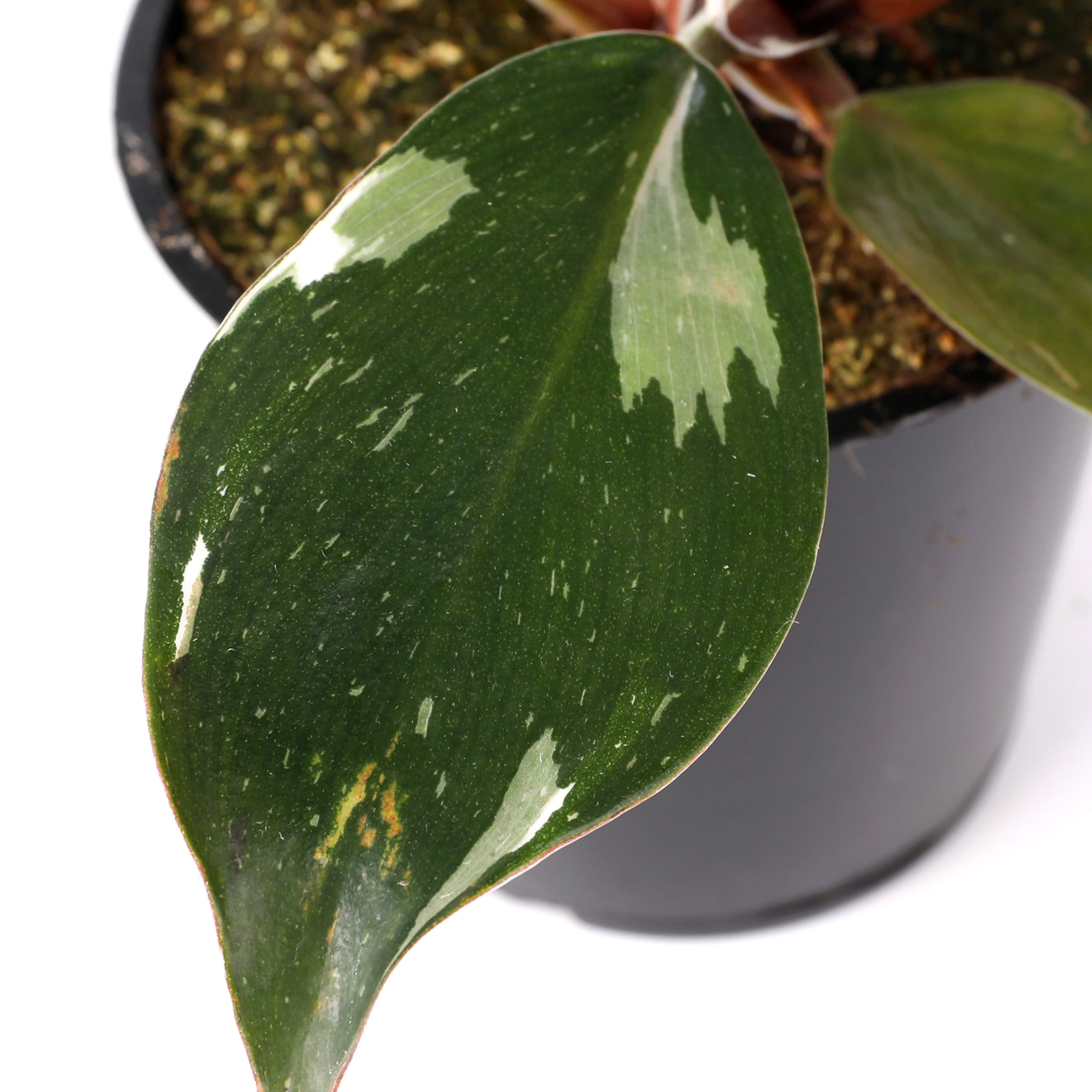 5” White Knight Philo in White Ceramic Live Plant