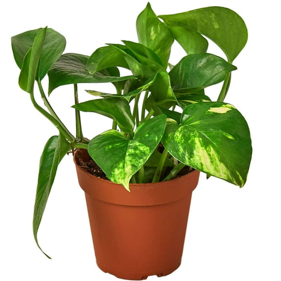 Pothos Golden Live Plant for Indoor | Different Houseplants in 4'' & 6'' Pot | Real House Plant for Living Room, Office, Desk & Bathroom | Epipremnum Aureum | Devil's Ivy