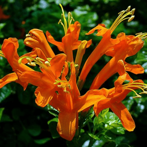 Orange Honeysuckle Live Plant, Perennial Honeysuckle Bush for Planting, Fragrant Honeysuckle Flowers 5-7 Inches