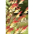 thumbnail image 5 of 10 FIRECRACKER VINE Flower Mina Lobata Exotic Love Spanish Flag Ipomoea Seeds, 5 of 11