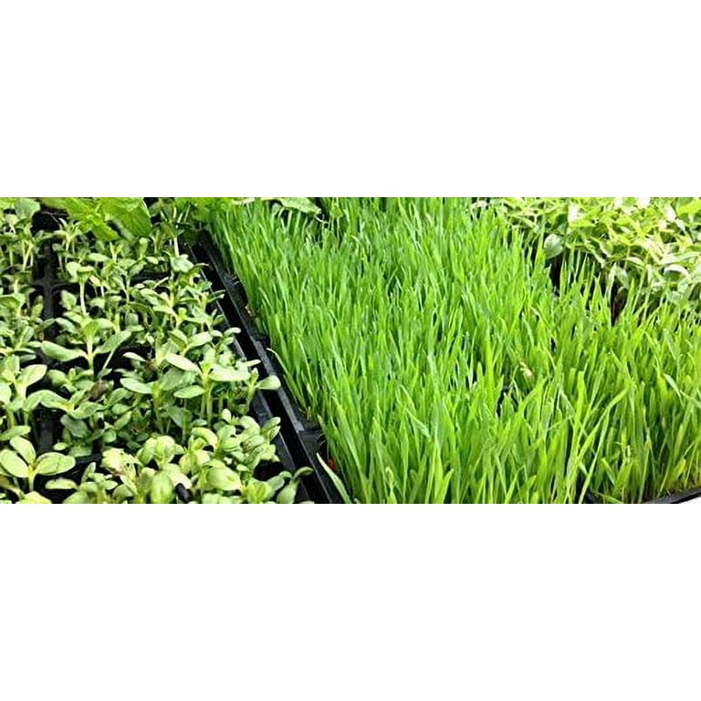 Cress Seed, Microgreen, Sprouting, Non GMO - Country Creek – Country Creek  LLC