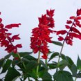 thumbnail image 6 of Southern Living Saucy Red Salvia Live Shrub in 1.5-Gallon Grower Pot, 6 of 9