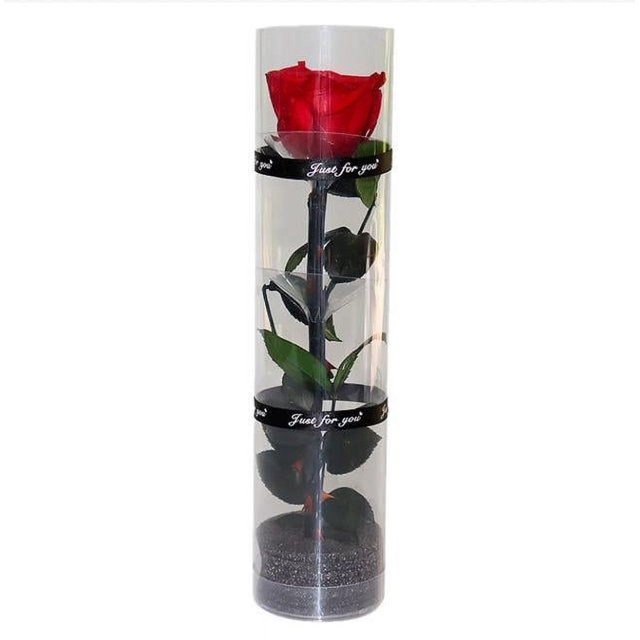 Real Preserved Rose, Eternal Rose, Long Lasting Rose, Everlasting Flowering Rose