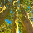 thumbnail image 4 of Brighter Blooms - Natchez Crape Myrtle Tree, 1-2 ft. - No Shipping To AK, AZ, HI, OR, 4 of 4