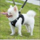 thumbnail image 2 of Chaleco para perro transpirable universal Arnés para perro suave reflectante ajustable Arnés de malla para cachorros Perros Correa para caminar （M）, 2 of 3