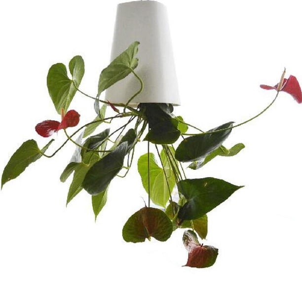 Maceta decorativa autoabsorbente para colgar en el escritorio, jardín y cocina